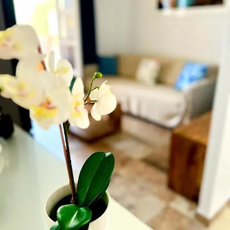 Cosy In - Orlandito *